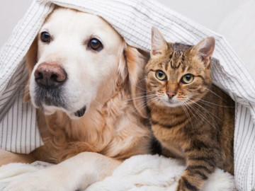 5-tips-cham-soc-thu-cung-mua-nang-nong-luu-y-dieu-cuoi-cung-neu-khong-muon-cac-boss-ue-oai