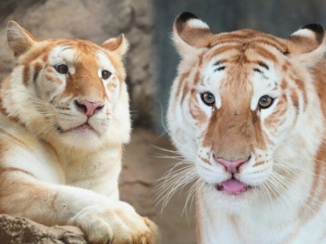 cap-ho-so-huu-guong-mat-kho-khao-gay-sot-toan-cau-la-chua-son-lam-nhung-bieu-cam-nao-cung-lam-trai-tim-cong-dong-mang-tan-chay