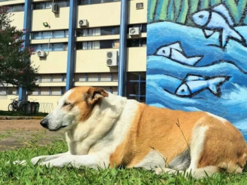 chu-cho-bat-ngo-tro-thanh-ngoi-sao-o-brazil-la-pho-hieu-truong-danh-du-so-huu-tai-khoan-instagram-hon-21k-nguoi-theo-doi