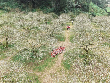 hoa-man-no-som-tinh-khoi-giua-tiet-troi-dau-dong-o-moc-chau