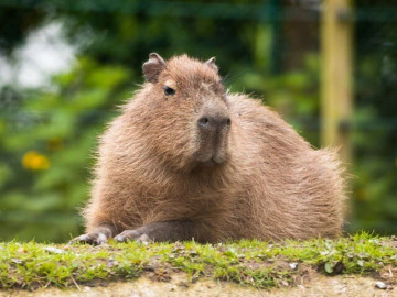 khong-can-den-nam-my-capybara-thanh-chill-cua-the-gioi-dong-vat-da-ve-den-thao-cam-vien-sai-gon