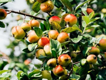 loai-qua-tot-nhat-the-gioi-viet-nam-trong-bat-ngan-thu-hoach-nhieu-nam-thanh-dac-san-noi-tieng-gia-80-000-dong-kg