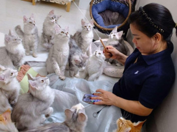 nguoi-phu-nu-o-binh-duong-kiem-tien-ty-tu-so-von-31-trieu-mua-doi-meo-khong-lo