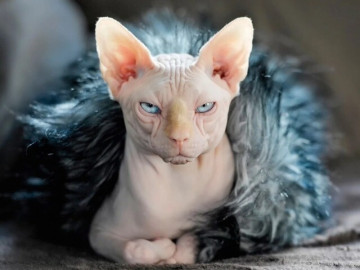 nhung-giong-cho-meo-ngoai-hanh-tinh-la-doc-dep-ma-dan-mang-phat-cuong-phai-bo-ca-tram-trieu-moi-mua-duoc