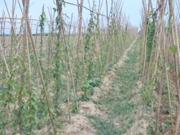 trong-loai-cay-cho-cu-duoc-vi-bo-nhu-sam-cu-8-thang-la-thu-hoach-giup-nong-dan-vuon-len-lam-giau