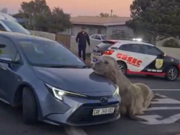 xuat-hien-hai-cau-khong-lo-nang-2-tan-giua-pho-dan-tinh-xum-lai-xem-vi-bieu-cam-qua-dang-yeu