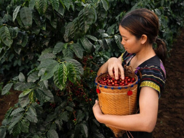 huong-vi-doc-dao-cua-tra-cascara-duoc-lam-tu-vo-ca-phe