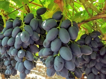 mua-nho-dung-dai-chon-3-qua-nay-nguoi-ban-con-e-ngai-chua-chac-da-dam-an