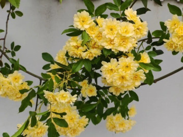 loai-hoa-nay-no-160-ngay-mot-nam-thom-hon-hoa-nhai-de-trong-hon-trau-ba-trong-truoc-cong-giup-ruoc-loc