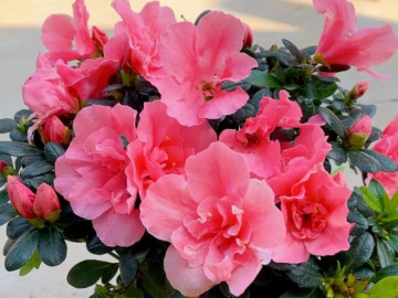 hoa-do-quyen-hop-menh-nao-vi-sao-nen-trung-trong-nha-dip-tet