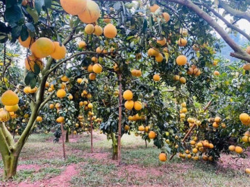 loai-qua-tot-nhat-the-gioi-duoc-trong-bat-ngan-o-viet-nam-thanh-dac-san-chi-tu-25-000-dong-kg-tot-cho-suc-khoe