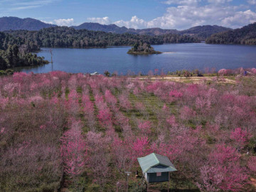 anh-dao-nhat-ban-bung-no-giua-rung-o-dien-bien