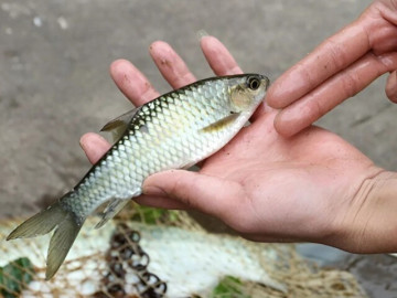 loai-ca-dac-san-tung-duoc-menh-danh-ngu-quai-ha-thuy-thuoc-loai-hiem-co-kho-tim-gia-hon-500-000-dong-kg