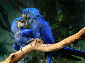 5-loai-chim-duoc-gioi-sieu-giau-chon-lam-thu-cung-co-con-dat-hon-ca-sieu-xe-gia-tri-len-den-hang-ty-dong