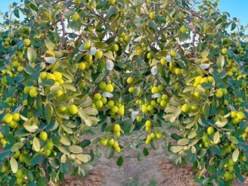 loai-qua-tot-nhat-the-gioi-chi-co-o-hai-phong-trong-tren-dat-la-thanh-dac-san-van-nguoi-me-hut-khach-dip-tet