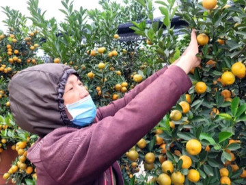 video-thu-phu-quat-tet-o-ha-noi-nong-len-tu-rat-som