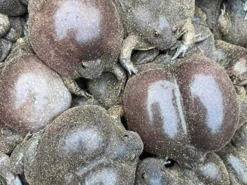 dac-san-nghe-ten-so-khiep-via-nay-la-mon-khoai-khau-duoc-ua-chuong-ban-dem-dan-roi-den-bat-ban-180-000dong-kg