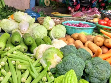 gia-rau-cu-qua-cao-ngat-nguong