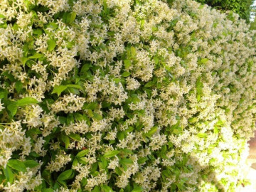 loai-hoa-thom-gap-100-lan-moc-huong-no-240-ngay-moi-nam-ca-nghin-bong-mot-luc-trong-sieu-de