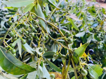 loai-qua-moc-dai-o-bia-rung-quang-ngai-ve-pho-thanh-dac-san-nuc-tieng-ban-dat-nhu-tom-tuoi-gia-300-000-dong-kg