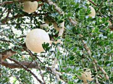 loai-qua-xua-rung-day-vuon-nay-len-doi-thanh-dac-san-mien-tay-nho-huong-vi-la-co-tien-cung-kho-ma-mua