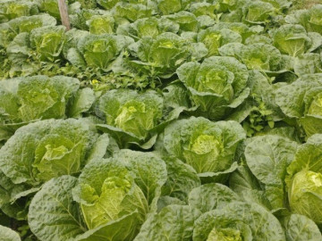 loai-rau-tot-bac-nhat-the-gioi-viet-nam-trong-bat-ngan-thanh-dac-san-gia-tu-10-000-dong-kg-tot-cho-suc-khoe