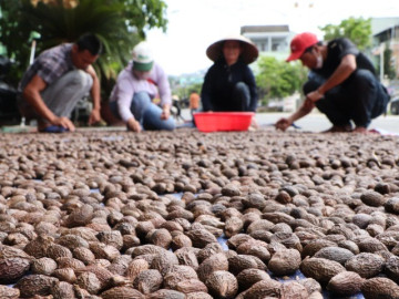 nghe-la-o-viet-nam-ru-nhau-vao-rung-nhat-loc-troi-la-dac-san-duoc-dan-thanh-pho-san-lung-nguoi-dan-thu-tien-rung-rinh