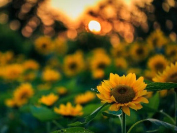 nguoi-tri-tue-cam-xuc-cao-khong-noi-3-chuyen-rieng-tu-nay-ke-dai-gap-ai-cung-ke