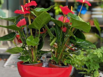 cach-chon-cay-canh-chuan-bi-don-tet-kich-hoat-luong-khi-tot-giup-gia-dinh-gap-nhieu-may-man