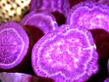 dac-san-xua-nguoi-ngheo-an-cuu-doi-nay-thanh-mon-khoai-khau-o-thanh-pho-vi-huong-vi-la-tot-cho-suc-khoe