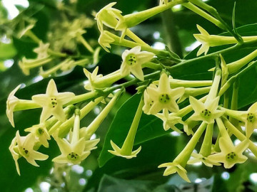 loai-hoa-thom-hon-moc-huong-de-chiu-hon-hoa-nhai-chi-mot-chau-cung-du-uop-huong-ca-nha