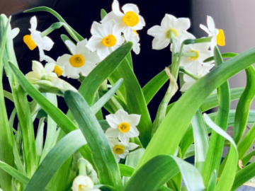 cach-trong-thuy-tien-choi-tet-de-hoa-no-dung-dip-mang-tai-loc-ve-nha