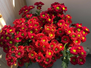 loai-hoa-cuc-hop-khong-khi-tet-nguyen-dan-vua-dep-ruc-ro-vua-may-man-no-ben-suot-nhieu-thang