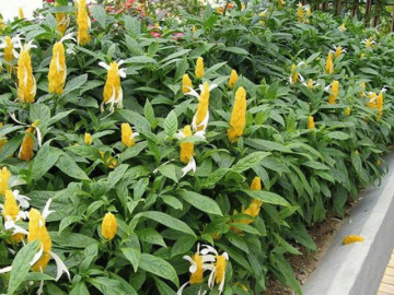 vi-tri-dat-cay-canh-mang-lai-may-man-hua-hen-co-nhieu-tai-loc-trong-nam-2026