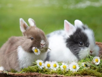 6-loai-thu-cung-sach-se-nhat-khi-nuoi-co-con-vat-con-tu-don-ve-sinh-mot-cach-thuan-thuc