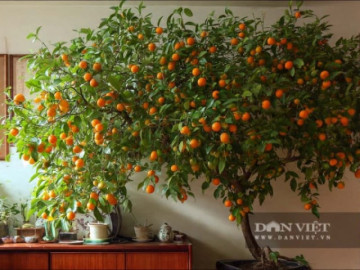 cay-canh-mang-lai-ngan-vang-qua-ngot-hoa-thom-tet-binh-ngo-bay-trong-nha-mang-lai-may-man-cua-cai-doi-dao