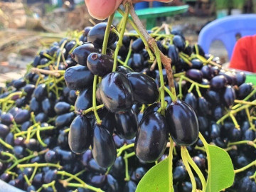 loai-qua-xua-chin-rung-khong-ai-ngo-ngang-nay-thanh-dac-san-la-o-thanh-pho-100-000-dong-kg-tot-cho-suc-khoe