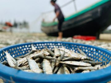 loai-ca-o-que-tot-hon-ca-hoi-xua-cho-lon-an-nay-thanh-dac-san-khoai-khau-duoc-ua-chuong-tot-cho-suc-khoe