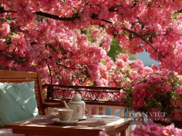 nguoi-xua-dan-3-cay-canh-trong-trong-nha-gia-dinh-duoc-ban-phuoc-lanh-bao-ve-nha-cua-xua-duoi-rui-ro