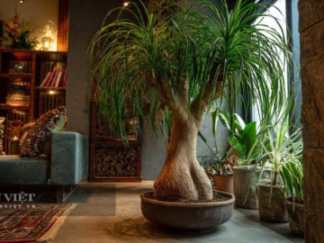 4-cay-canh-la-khong-the-thieu-trong-nha-ban-tuoi-moi-hut-bui-loc-khong-khi-mang-lai-giau-co-may-man-va-tai-loc