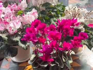 5-loai-hoa-vuong-khi-cang-lanh-cang-no-ro-ruc-ro-khong-can-cham-nhieu-van-no-suot-200-ngay-moi-nam