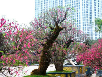 ve-dep-reu-phong-cua-dao-co-thu-tay-bac-don-tim-nguoi-choi-ha-noi