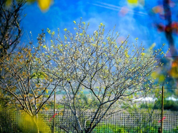 check-in-xuan-som-o-vung-cao-xu-thanh-hoa-dao-hoa-man-khoe-sac