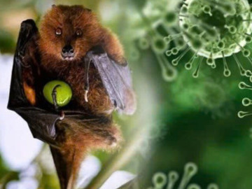 chuyen-gia-ly-giai-nguyen-nhan-virus-nipah-co-ty-le-tu-vong-cao