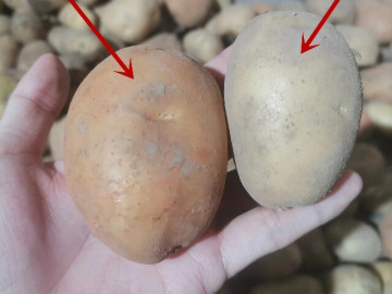 mua-khoai-tay-dung-chi-chon-theo-kich-co-hay-phan-biet-giua-khoai-tay-bo-va-khoai-tay-gion-chon-sai-mon-an-mat-ngon