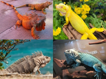 7-mau-sac-rong-nam-my-dep-nhat-the-gioi-khien-gioi-tre-me-dam-nhin-la-muon-nuoi-lien-mot-be