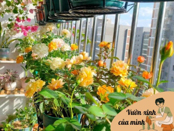 co-gai-bien-ban-cong-7m2-thanh-vuon-hoa-hong-ngap-tran-sac-hoa-tat-ca-nho-4-bi-quyet-don-gian-ai-cung-lam-duoc