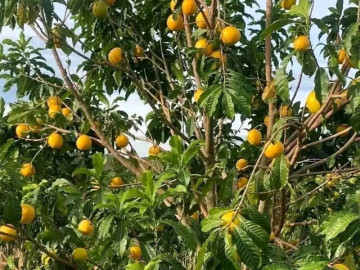 dac-san-co-ten-nguong-do-mat-xua-khong-ai-biet-nay-duoc-ua-chuong-dip-tet-gia-80-000-d-kg-thu-hoach-quanh-nam