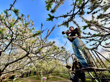 kiem-bon-tien-nho-dich-vu-song-ao-an-theo-mua-hoa-moc-chau