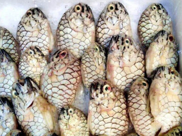 loai-ca-ten-giong-mot-loai-trai-cay-duoc-san-lung-vi-thit-thom-ngon-gia-500-000-dong-kg